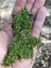 Brotherella recurvans