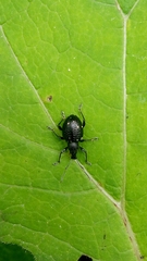 Otiorhynchus gemmatus