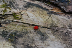 Trombidium holosericeum