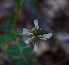 Astragalus agnicidus