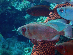 Priacanthus arenatus