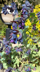 Cerinthe major