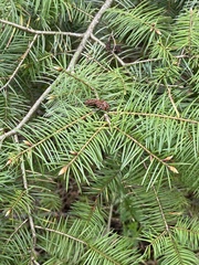 Pseudotsuga menziesii
