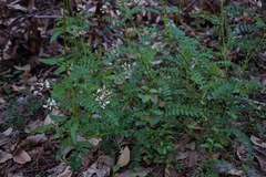 Astragalus agnicidus