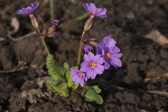 Primula amoena