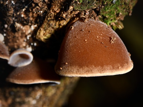 Ear fungus