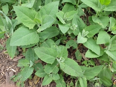 Chenopodium album