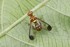 Zeugodacus cucurbitae