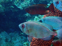 Priacanthus arenatus