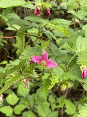 Rubus spectabilis
