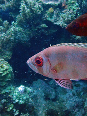 Priacanthus arenatus