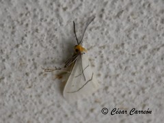 Leuculodes lacteolaria