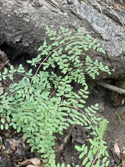 Pellaea andromedifolia