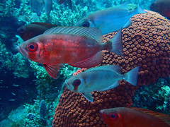 Priacanthus arenatus