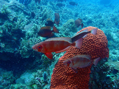Priacanthus arenatus