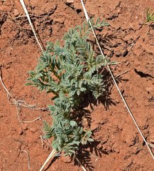 Astragalus drummondii