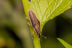 Lixus ochraceus