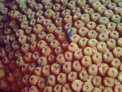 Elacatinus illecebrosus