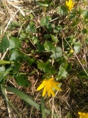 Ficaria verna
