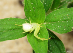 Misumenops callinurus