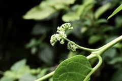 Heliotropium sarmentosum