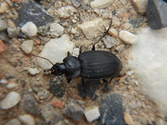 Licinus silphoides