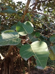 Ficus trichopoda