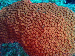 Elacatinus illecebrosus