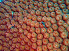 Elacatinus illecebrosus