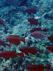 Priacanthus arenatus