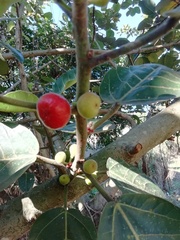 Ficus trichopoda