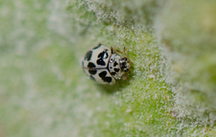 Psyllobora picta