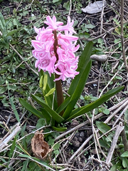 Hyacinthus