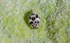 Psyllobora picta