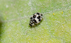 Psyllobora picta
