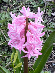 Hyacinthus