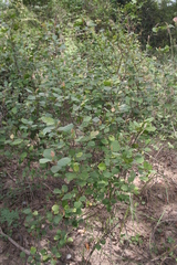 Flemingia faginea