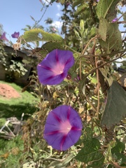 Ipomoea purpurea