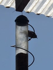 Baeolophus inornatus