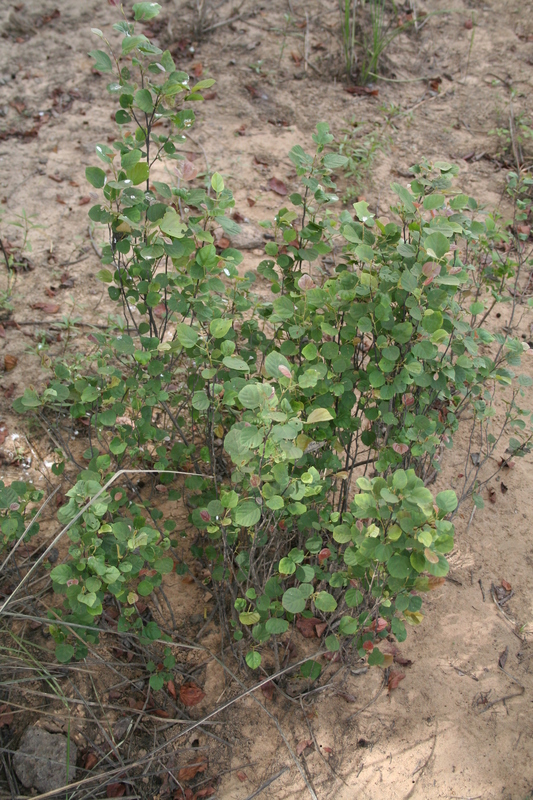 Flemingia faginea