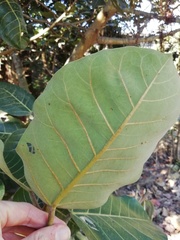 Ficus trichopoda