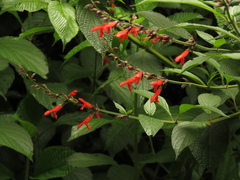 Salvia rufula