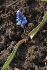 Muscari azureum