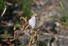 Celastrina echo echo