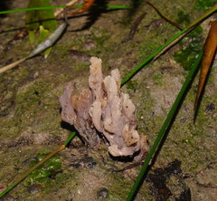 Clavulina vinaceocervina