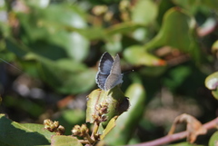 Celastrina echo echo