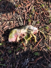 Cratogeomys planiceps