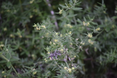 Galium martirense