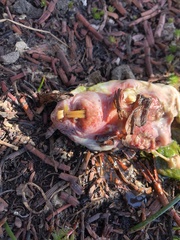 Cratogeomys planiceps