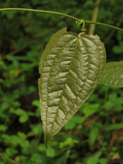 Smilax tomentosa